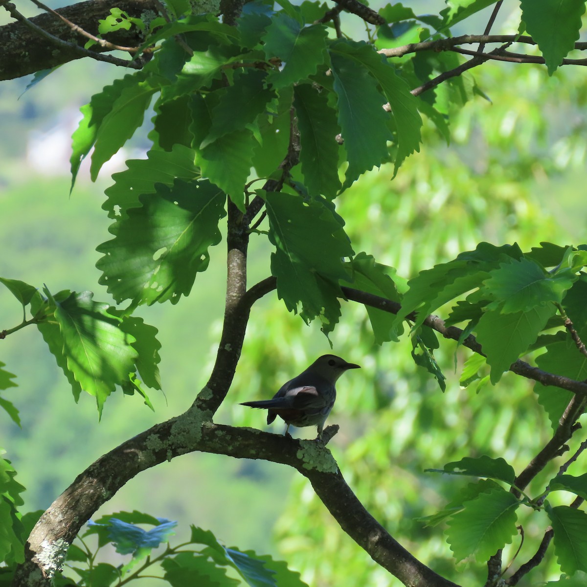 Gray Catbird - Suanne Pyle