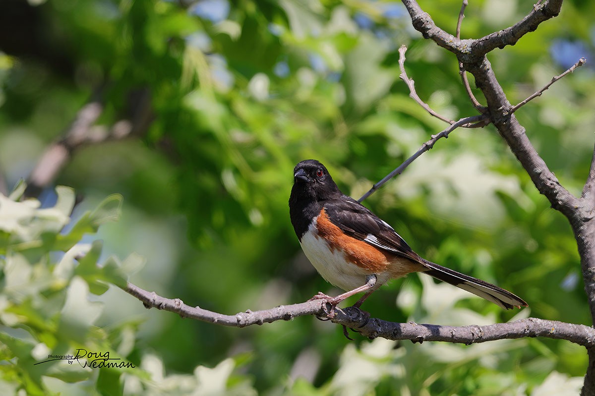 Eastern Towhee - ML581316091