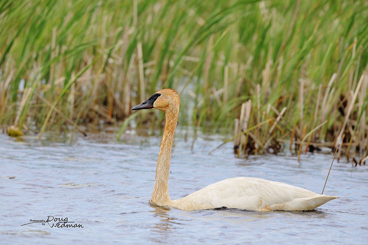 Trumpeter Swan - ML581316221