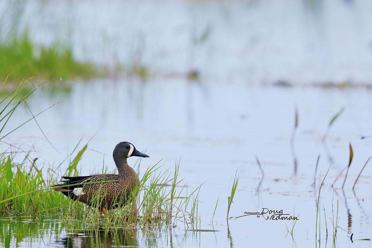 Blue-winged Teal - ML581316241