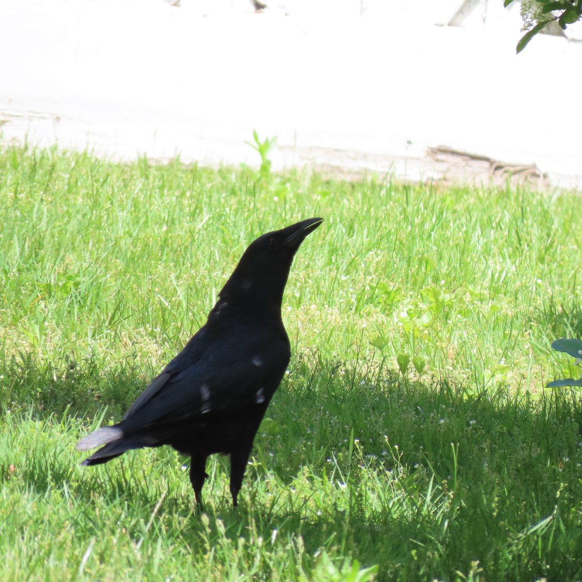 Common Raven - ML581316301