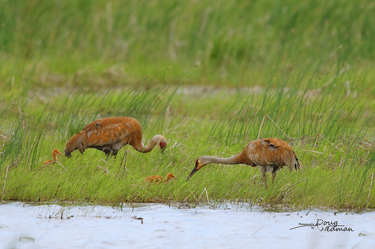 Sandhill Crane - ML581316351