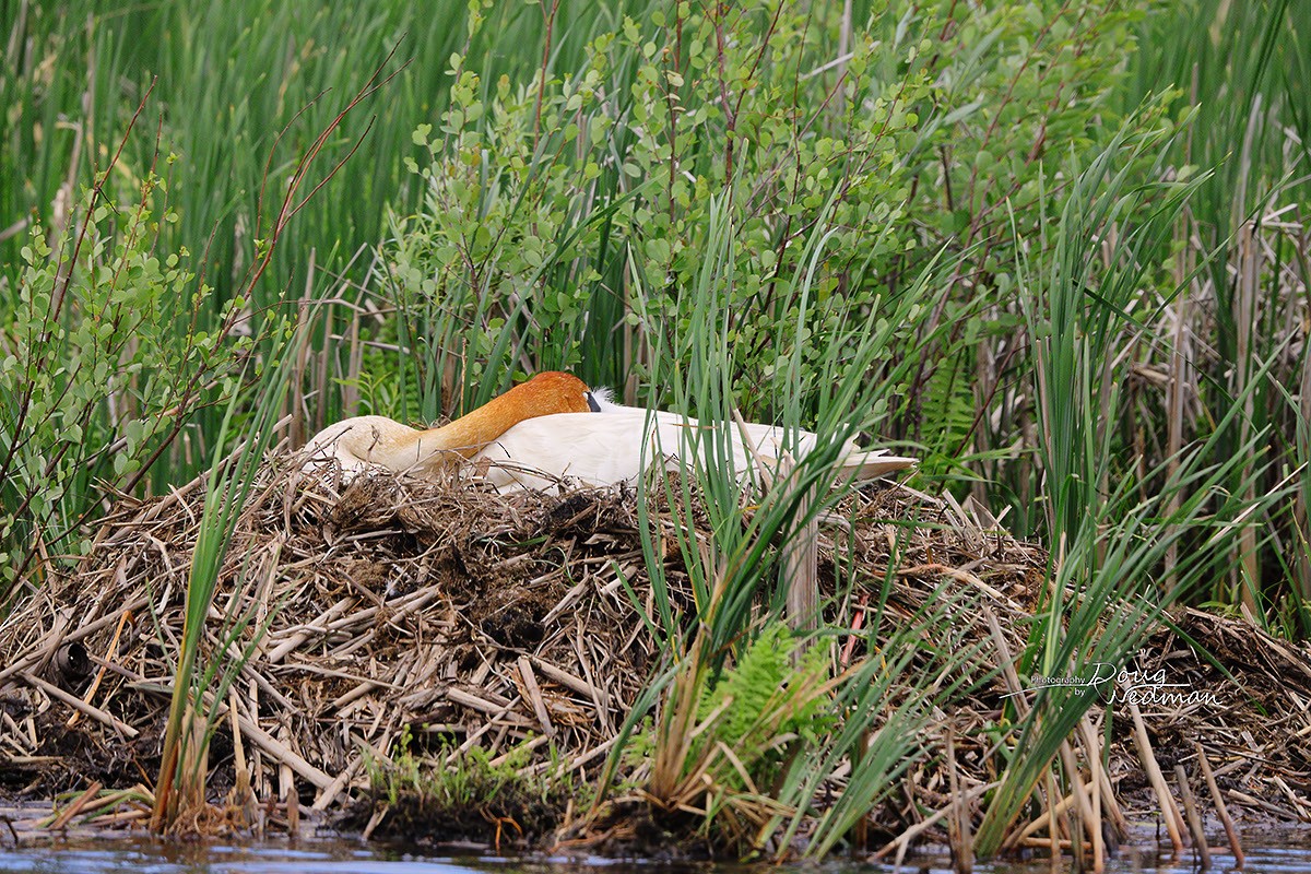 Trumpeter Swan - ML581316381