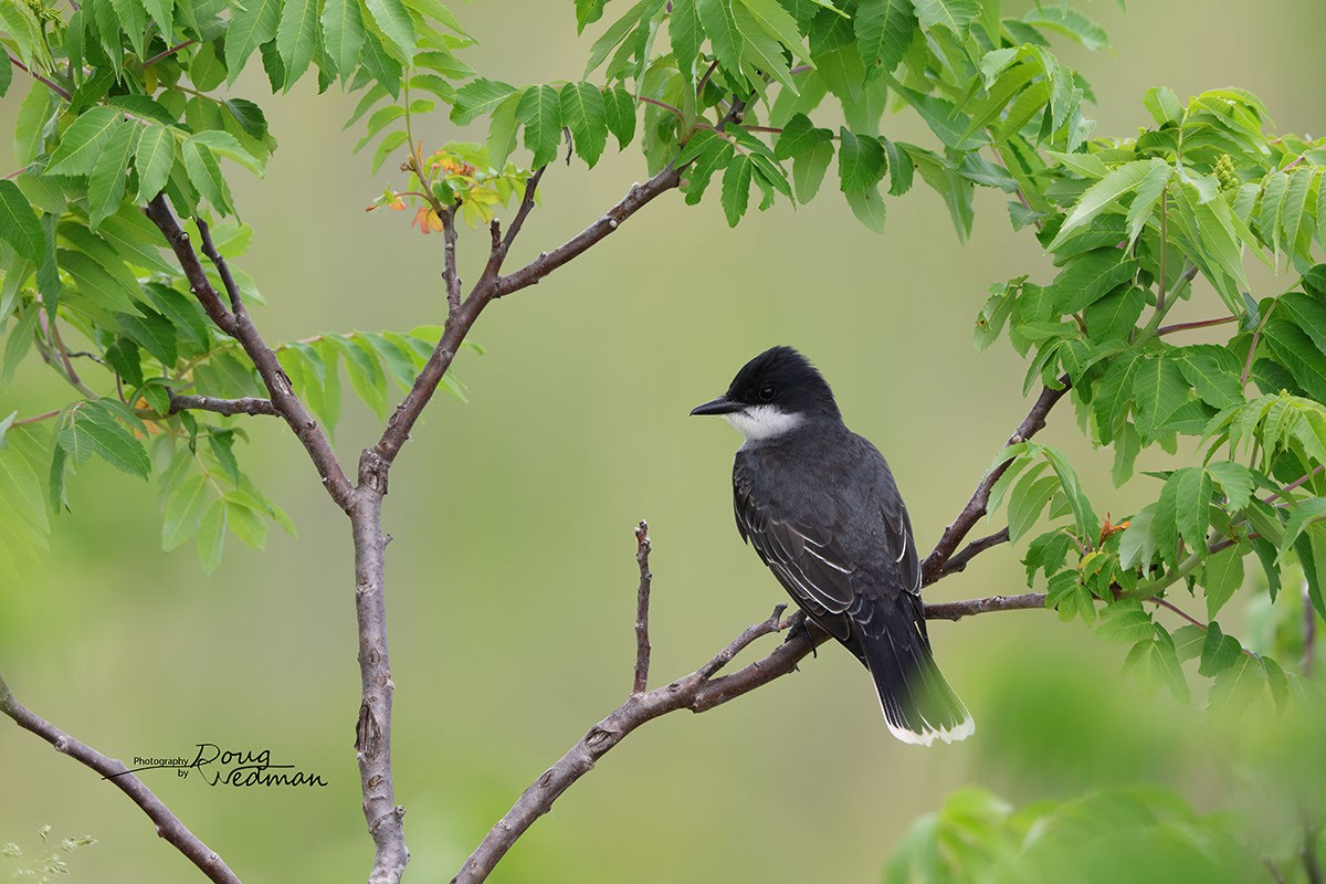 Eastern Kingbird - ML581316511