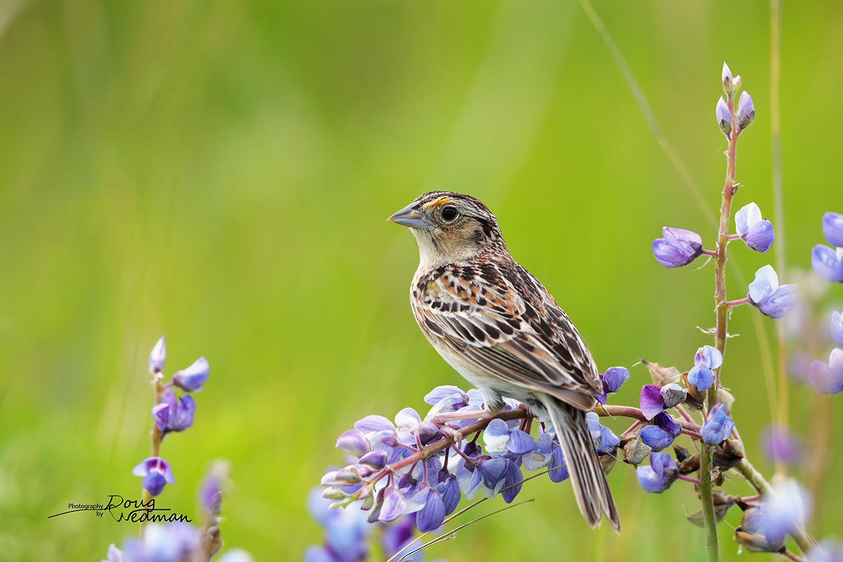 Grasshopper Sparrow - ML581316551