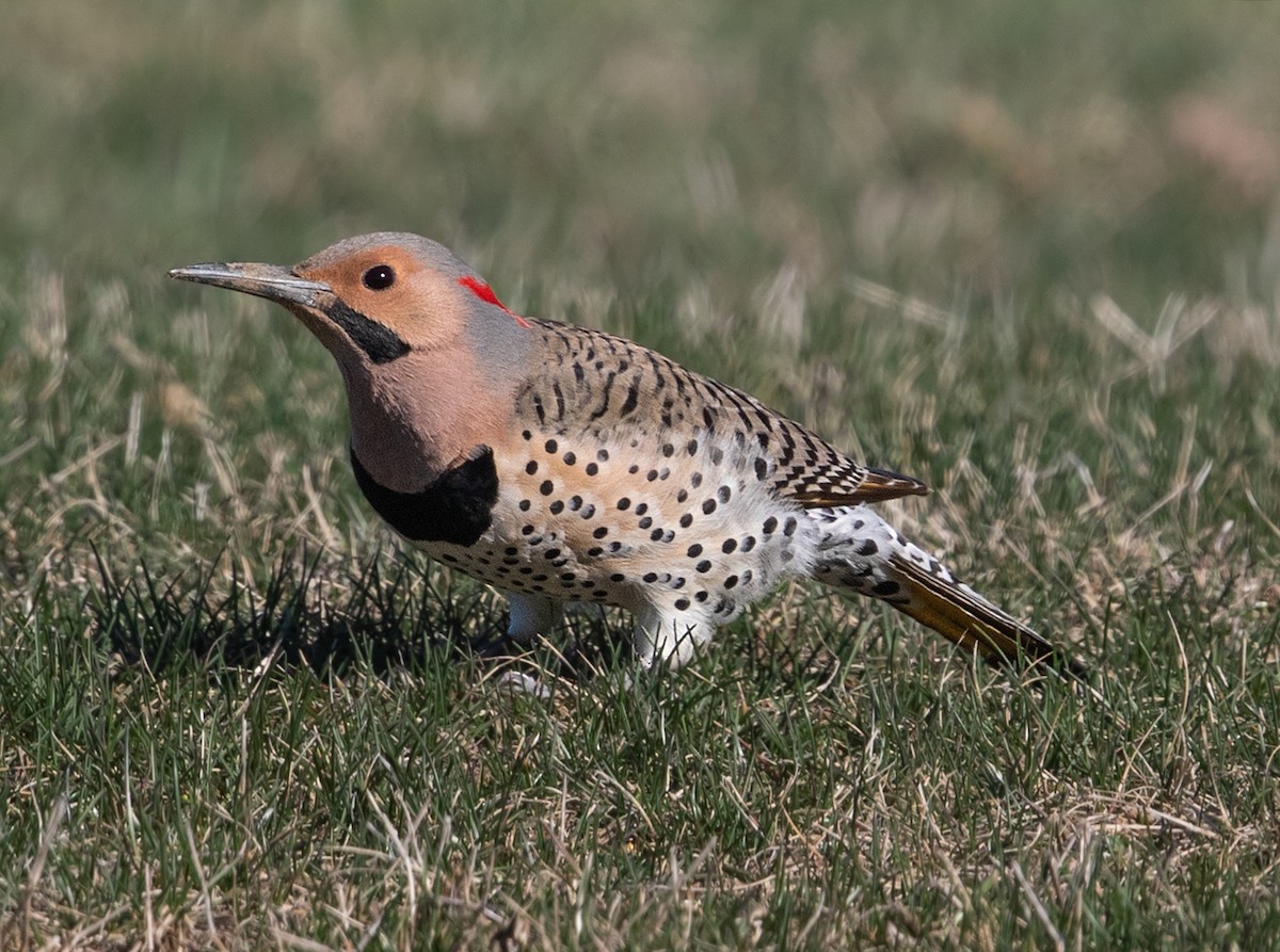Northern Flicker - ML581316971