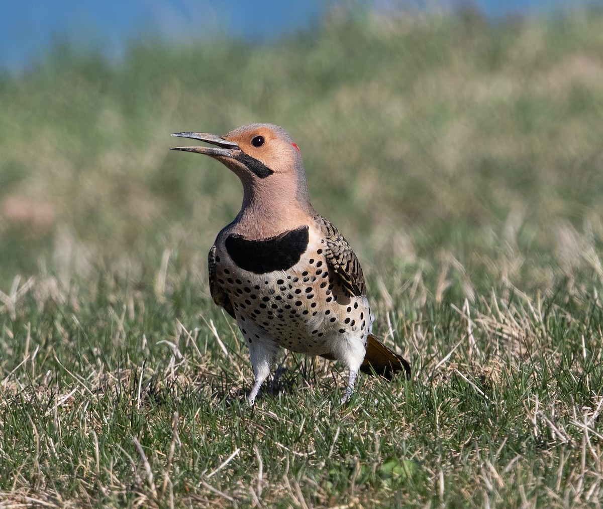 Northern Flicker - ML581317061