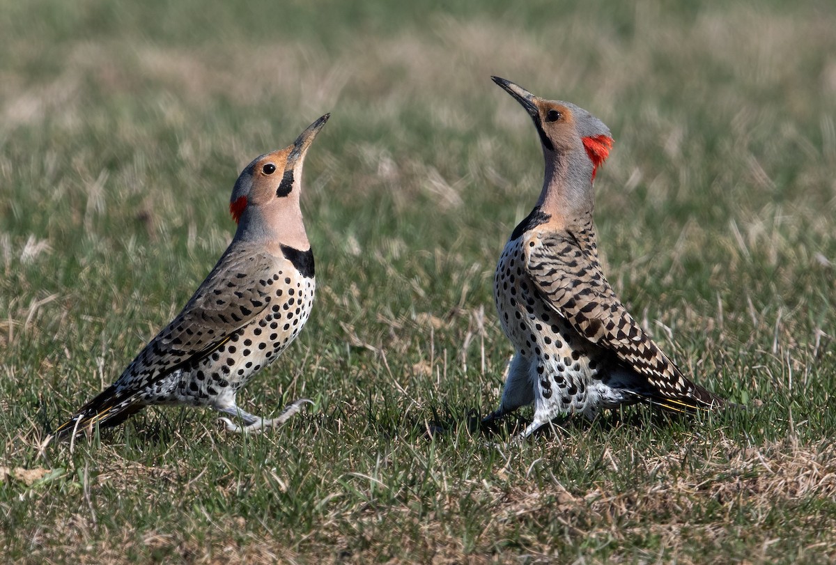 Northern Flicker - ML581317121