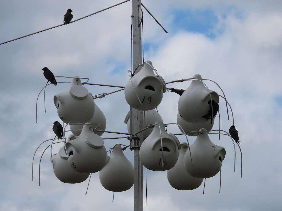 Purple Martin - ML581317571