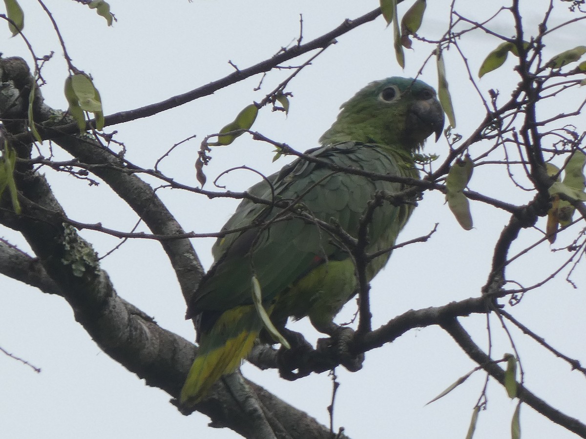 Бледный амазон (guatemalae/virenticeps) - ML581317581