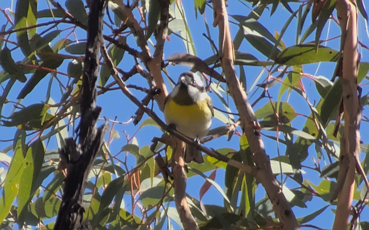 Western Shrike-tit - ML581318031