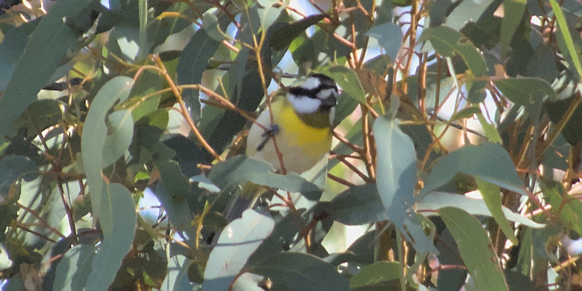 Western Shrike-tit - ML581318041