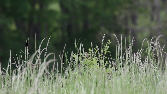 Henslow's Sparrow - ML581318491