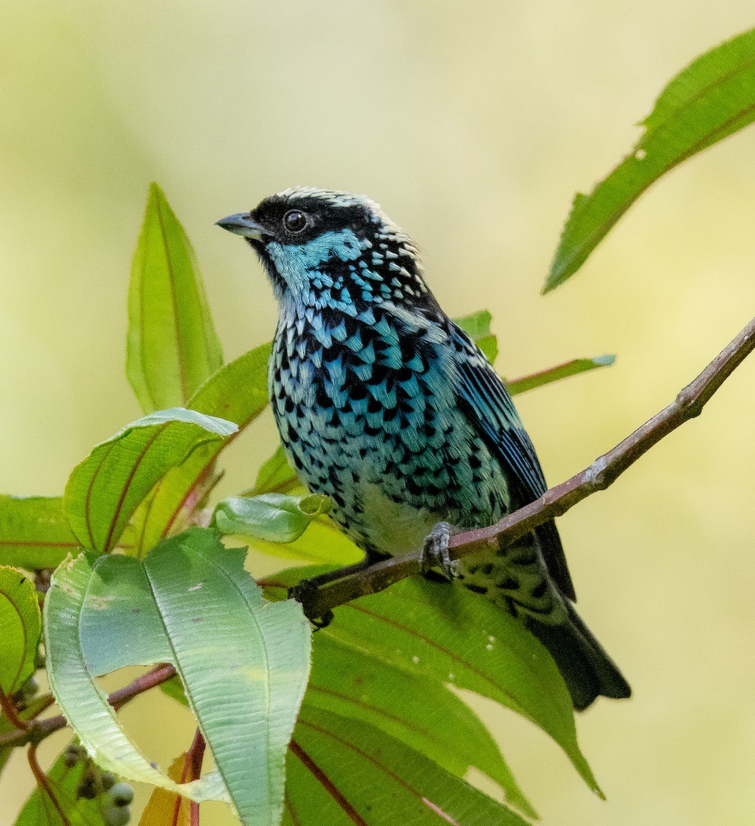 Beryl-spangled Tanager - Luis A Rivero