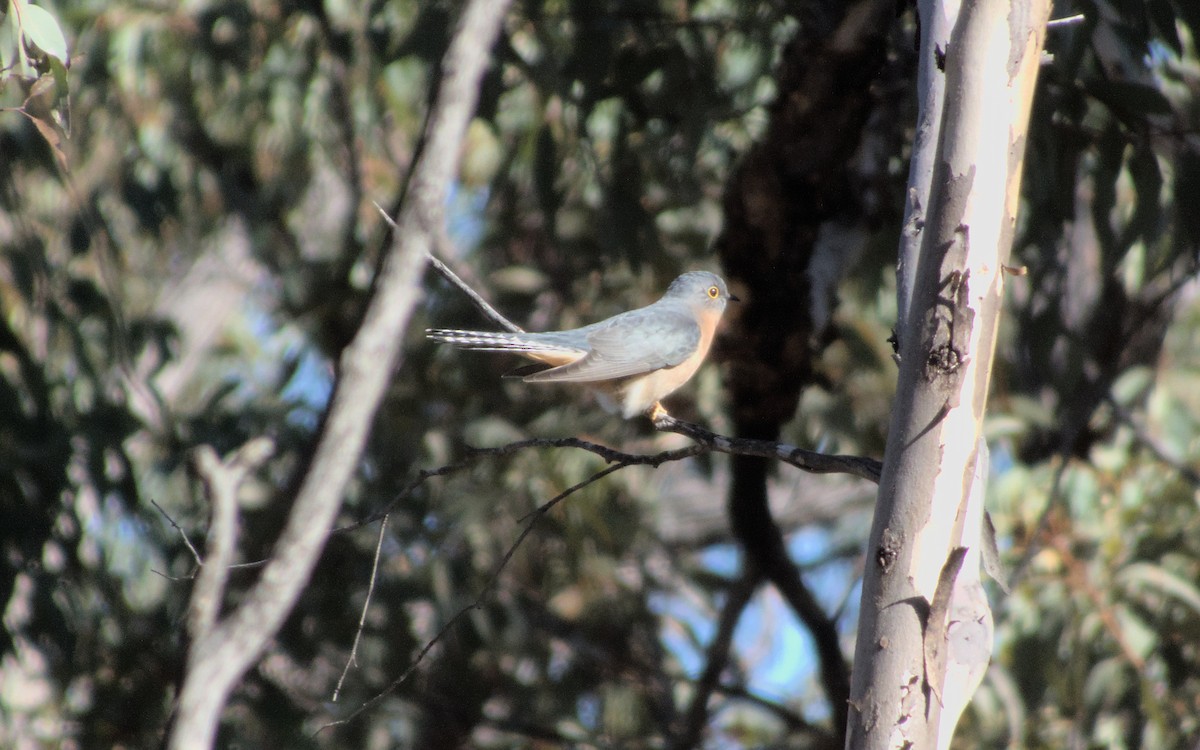 Fan-tailed Cuckoo - ML581318551