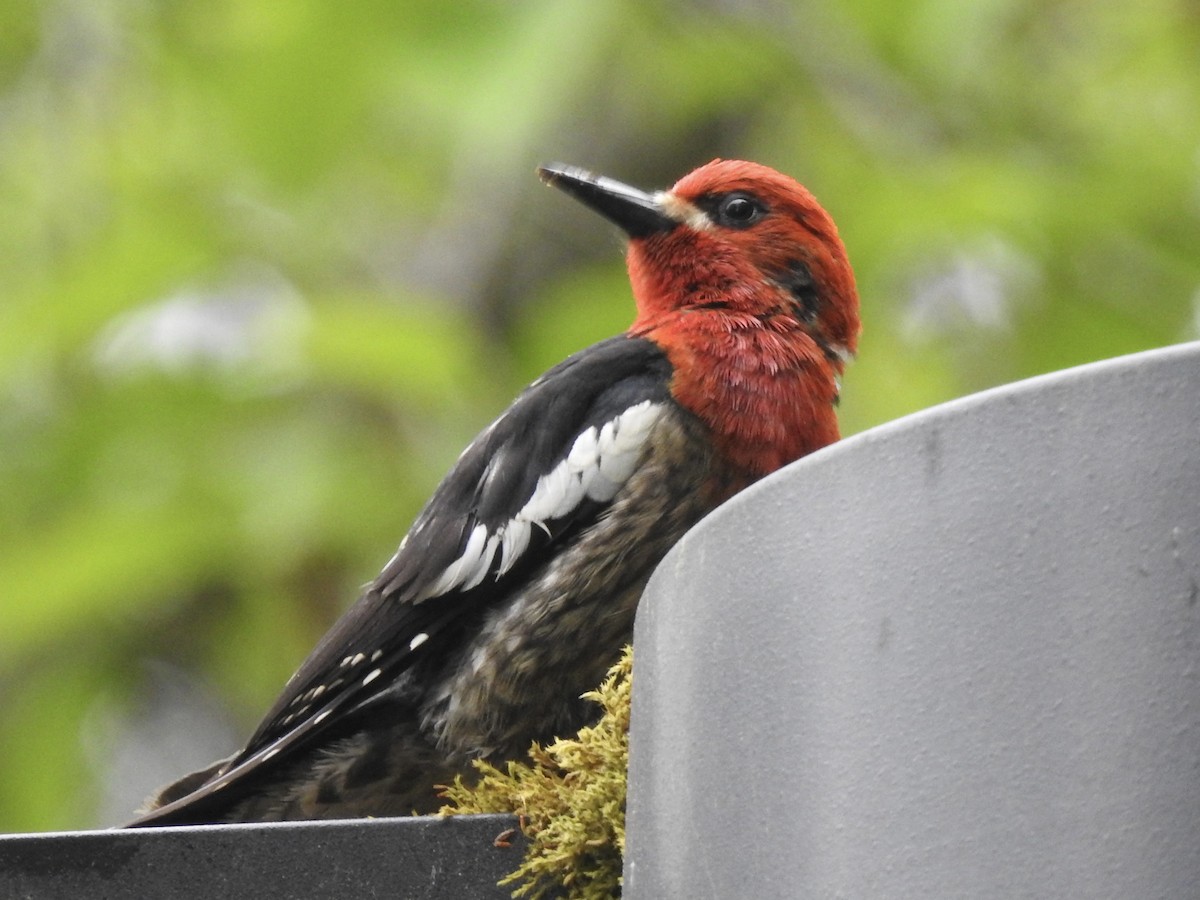 Red-breasted Sapsucker - ML581318681