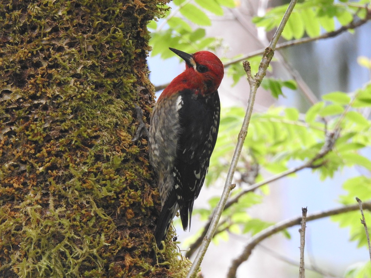 Red-breasted Sapsucker - ML581318701
