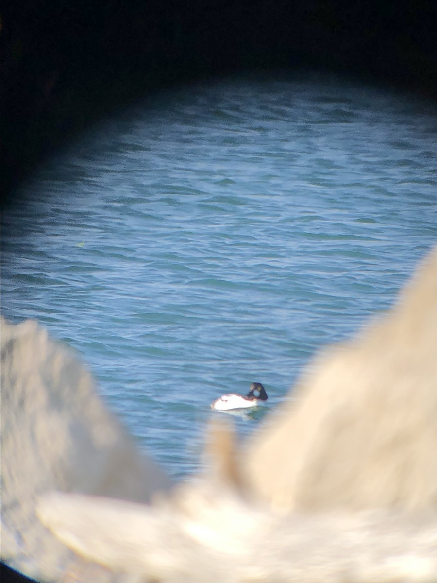 Common Goldeneye - ML581318841