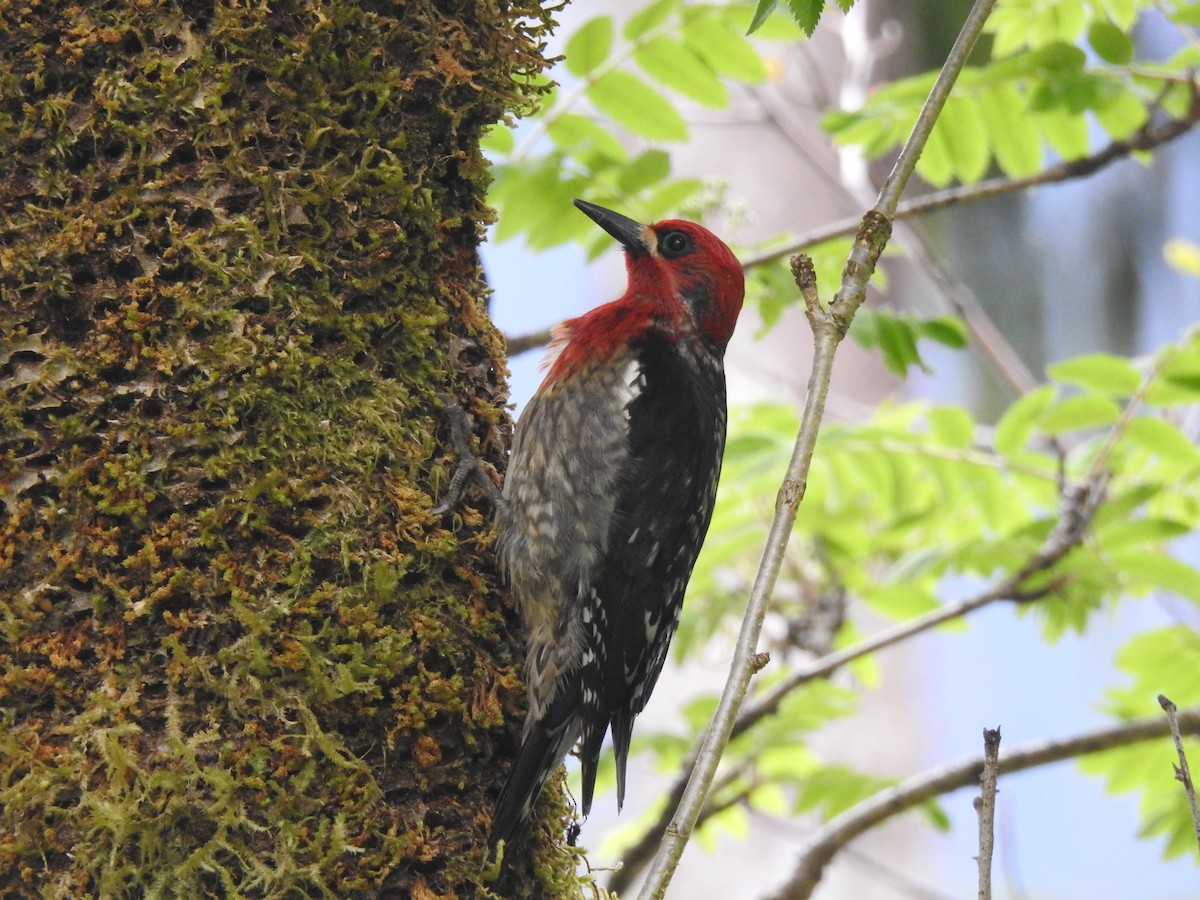 Red-breasted Sapsucker - ML581318871