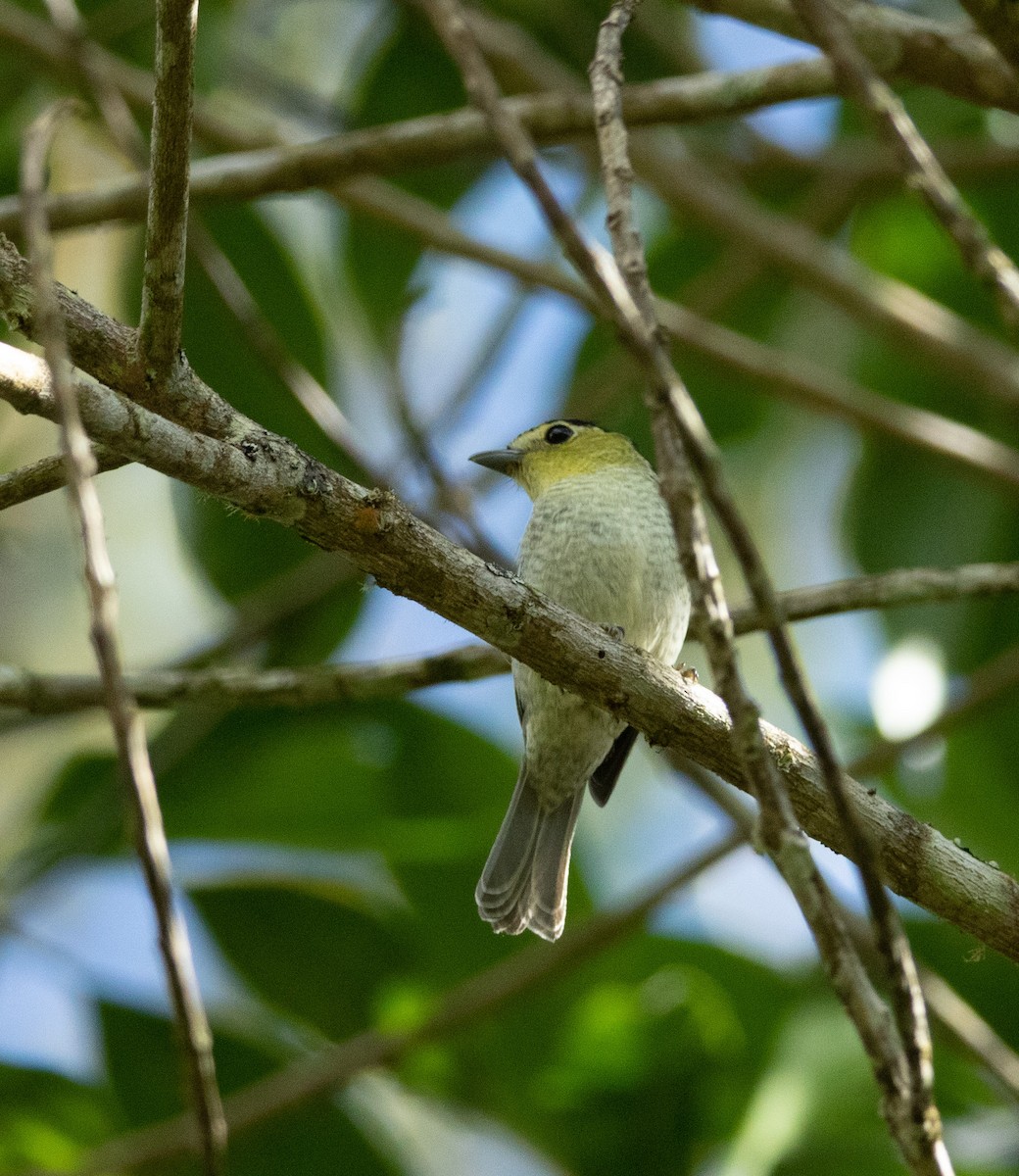 Barred Becard - ML581319151