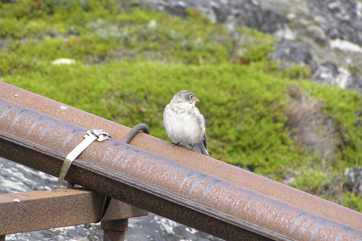 Snow Bunting - ML581319261