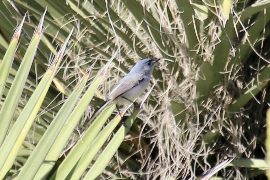 Blue-gray Gnatcatcher - ML581319341