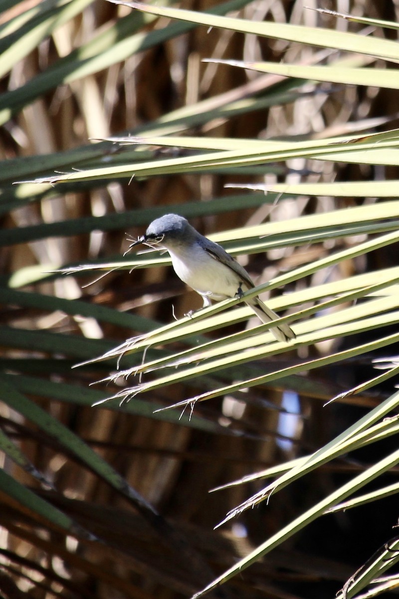 Blue-gray Gnatcatcher - ML581319351