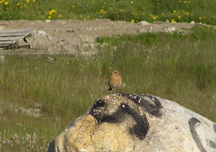 Northern Wheatear - ML581319661