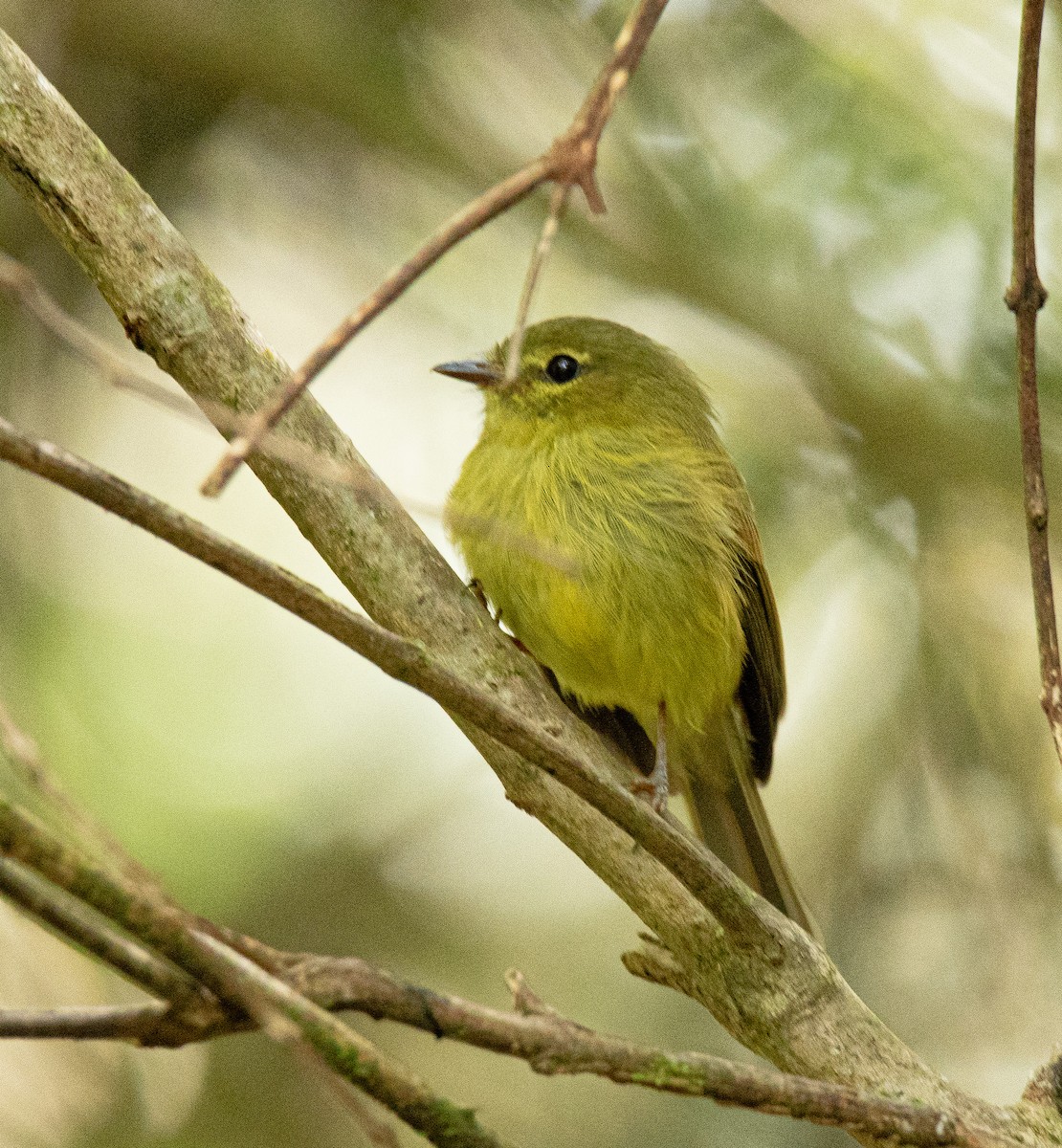 Tawny-rumped Tyrannulet - ML581320421