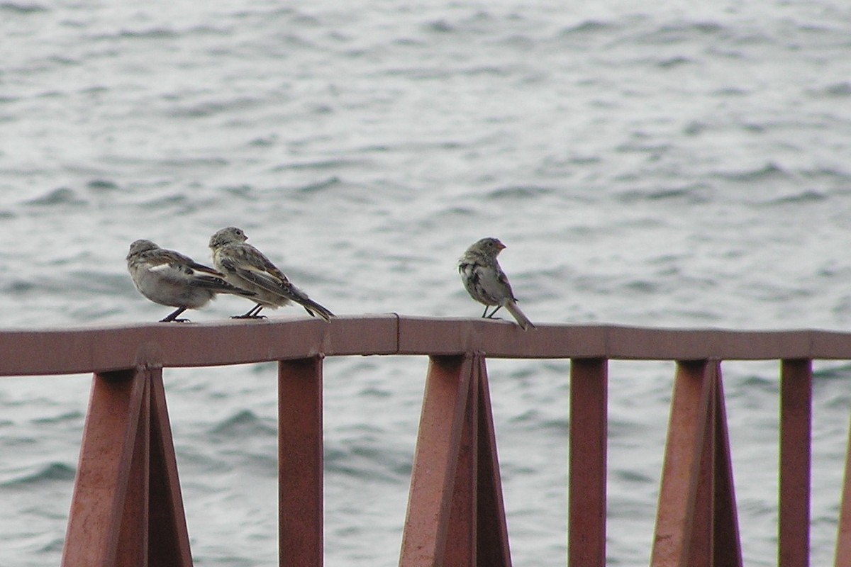 Snow Bunting - ML581320781