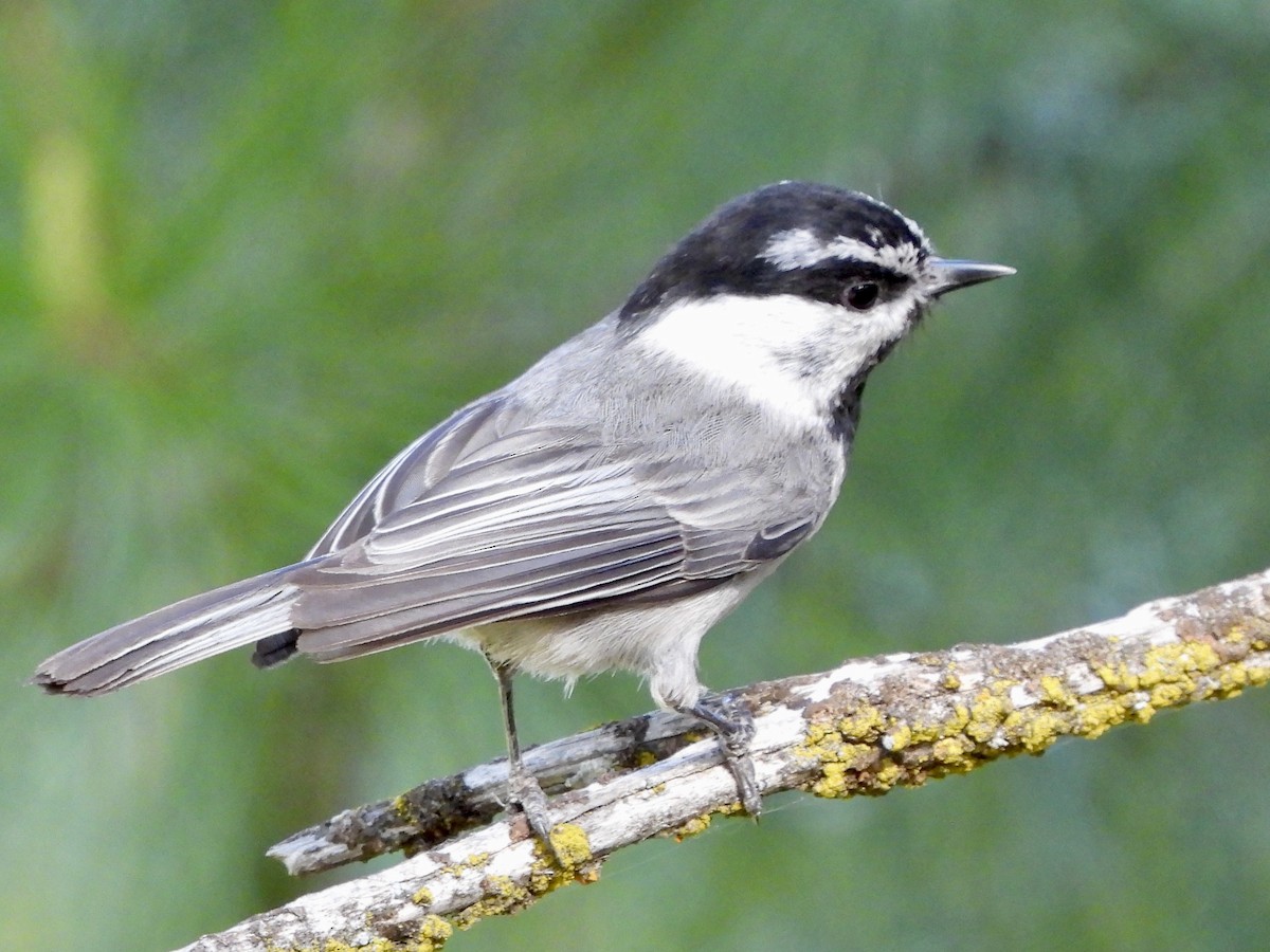 Mésange de Gambel - ML581320941