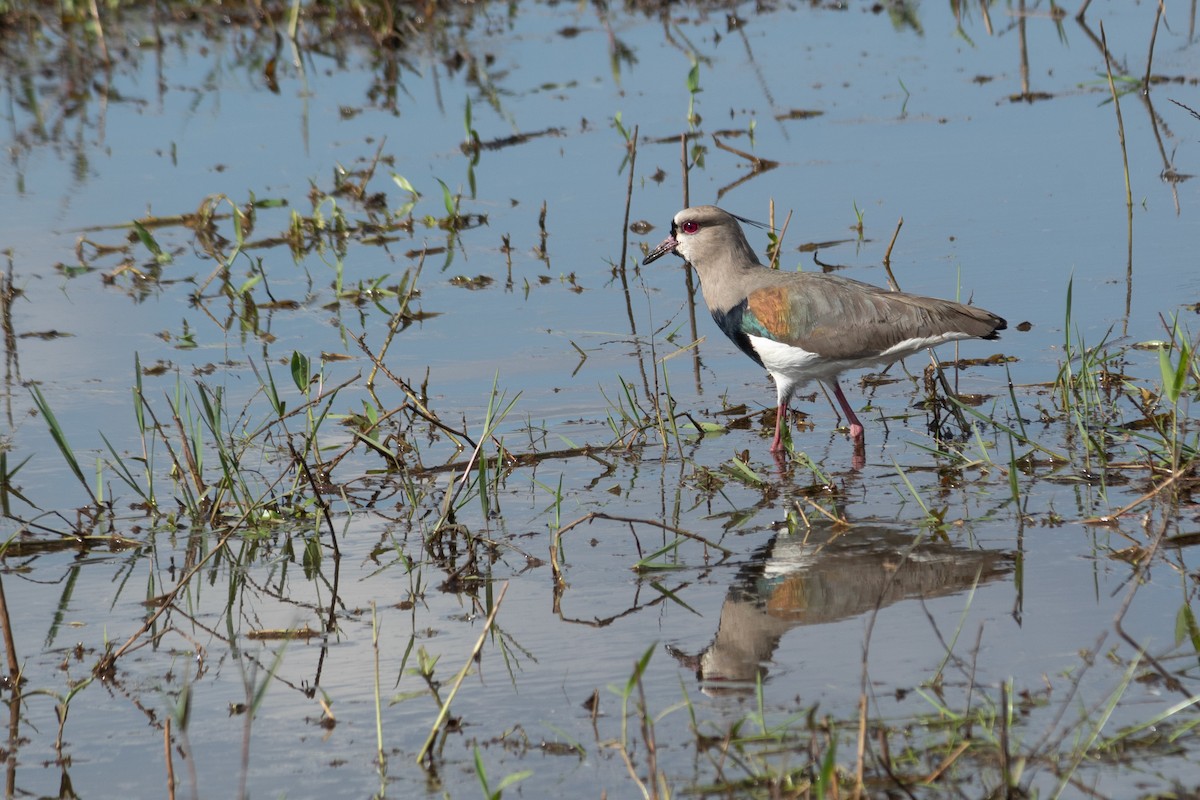 Southern Lapwing - ML581320961