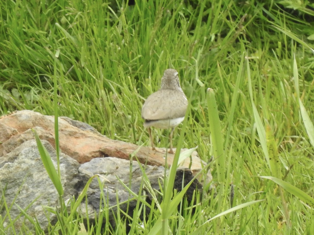 Spotted Sandpiper - ML581321061