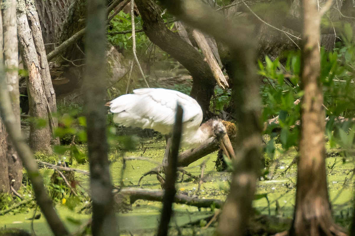 Wood Stork - ML581321081