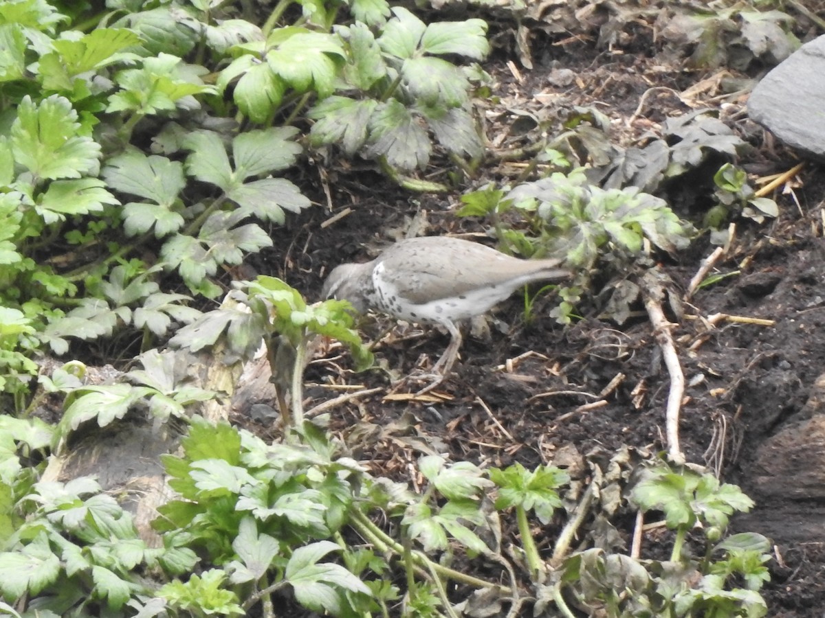 Spotted Sandpiper - ML581321091