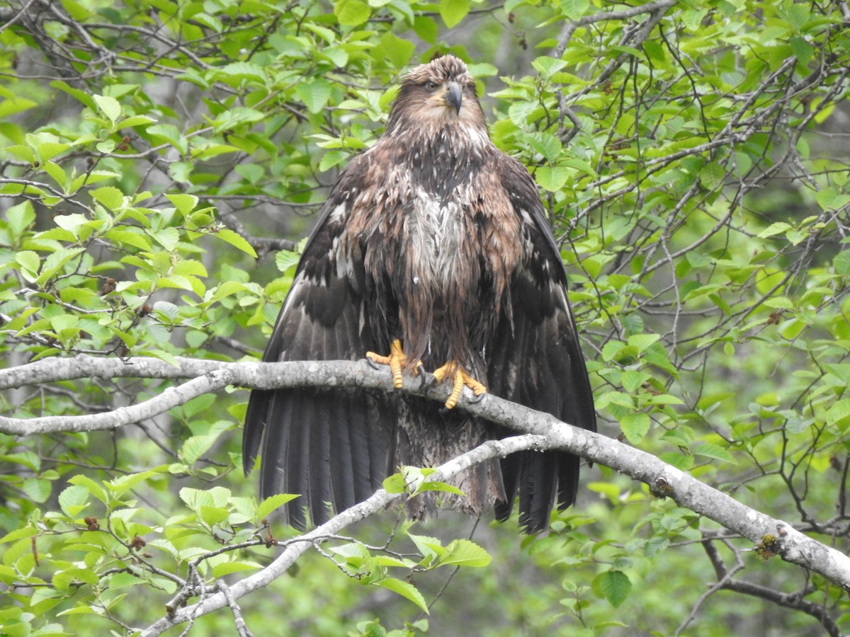 Bald Eagle - ML581321201