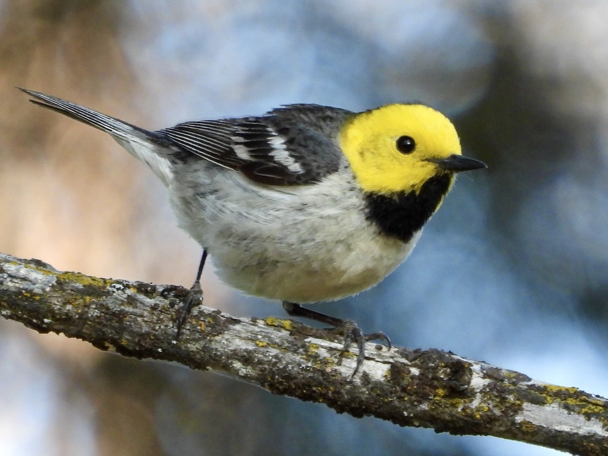 Hermit Warbler - ML581321241