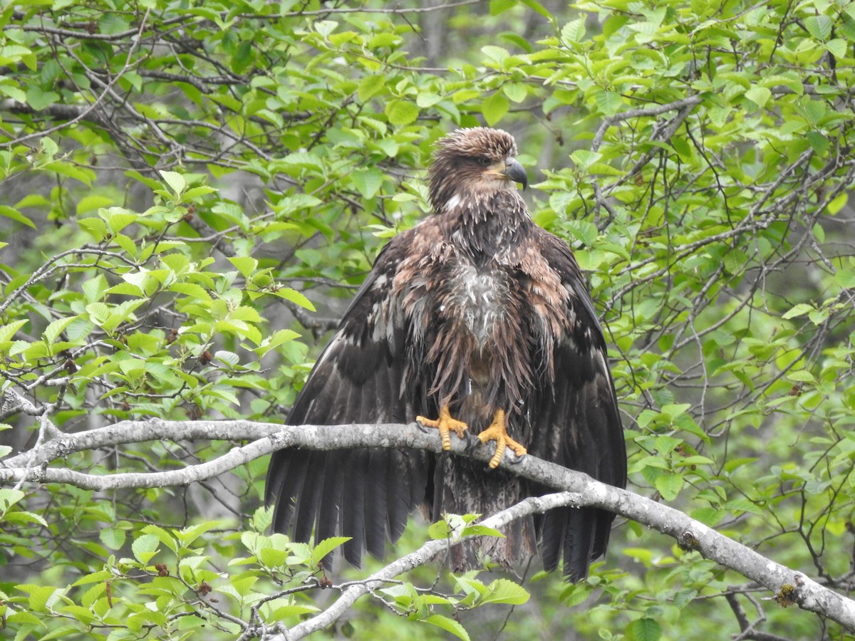 Bald Eagle - ML581321251
