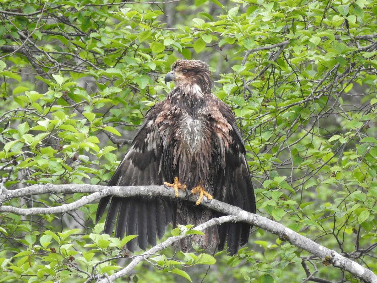 Bald Eagle - ML581321261