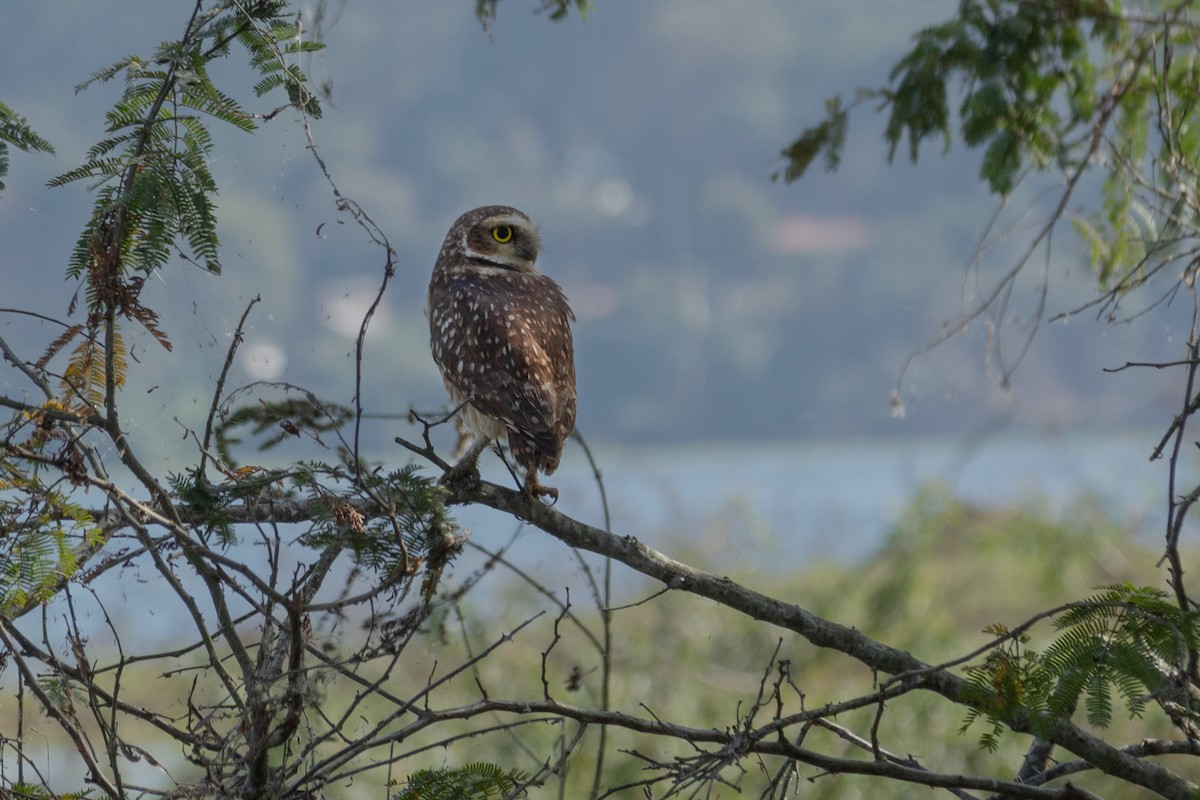 Burrowing Owl - Allan Ramos