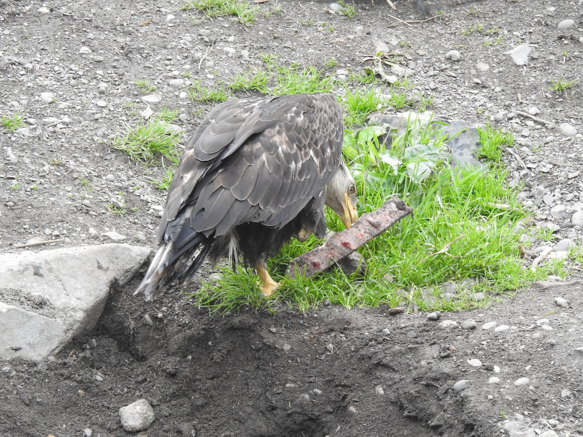 Bald Eagle - ML581321451