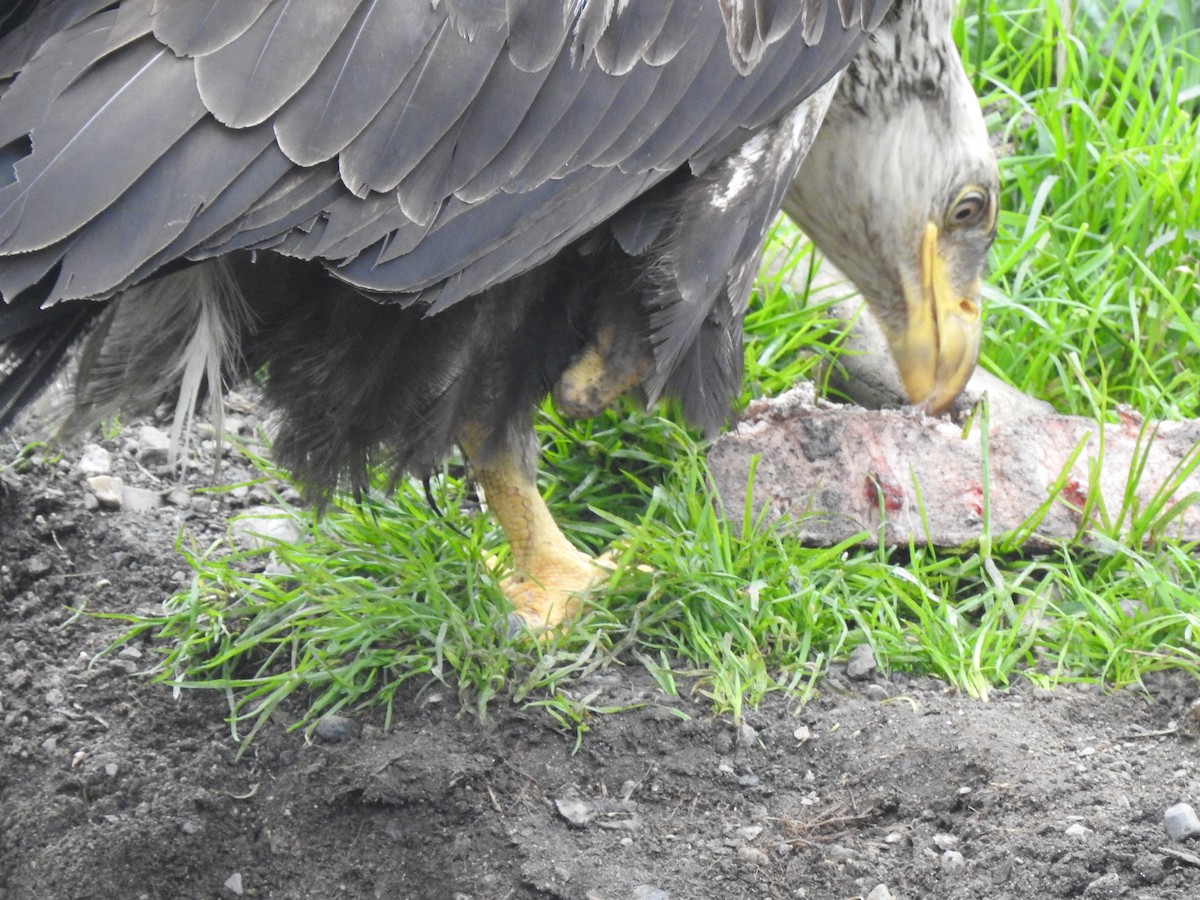 Bald Eagle - ML581321471