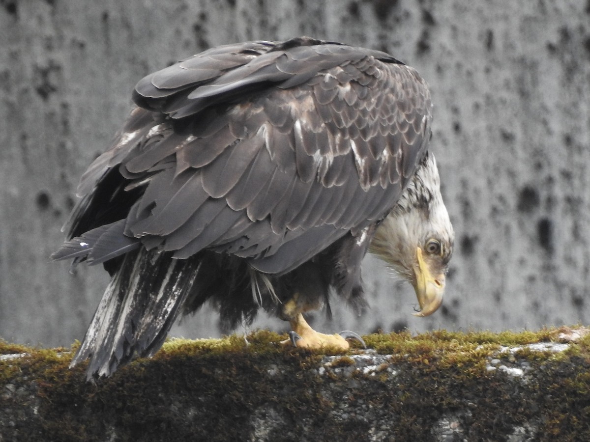 Bald Eagle - ML581321491