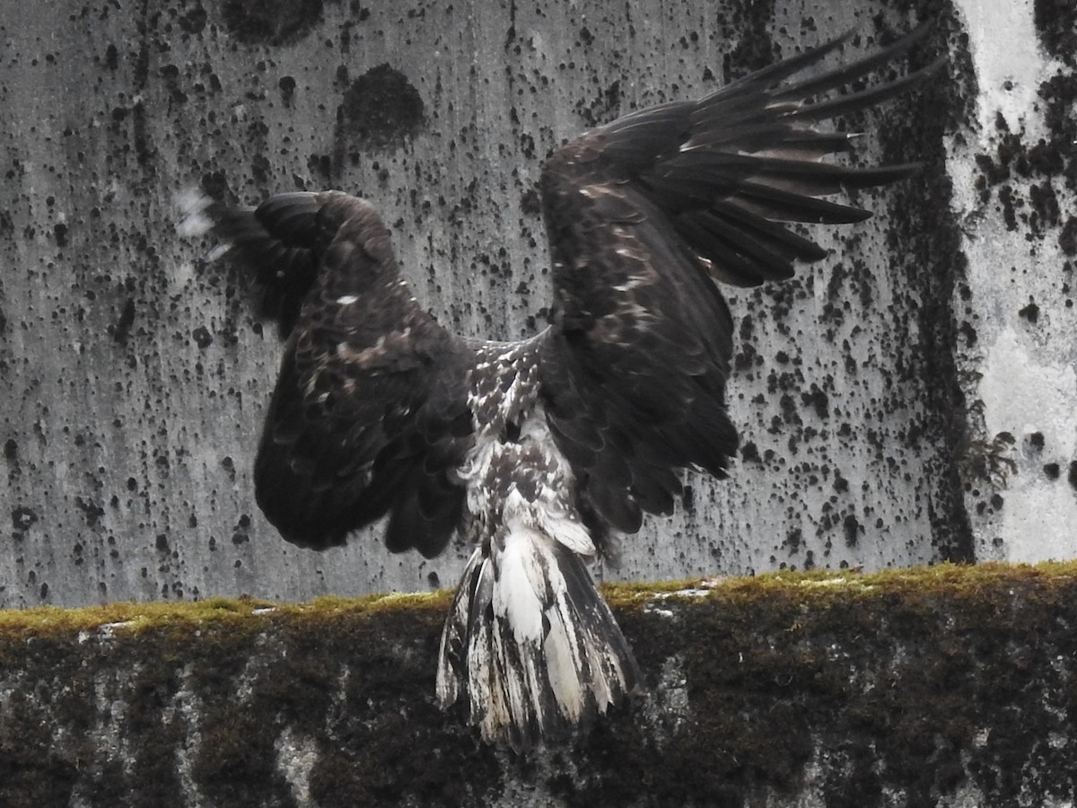 Bald Eagle - ML581321501