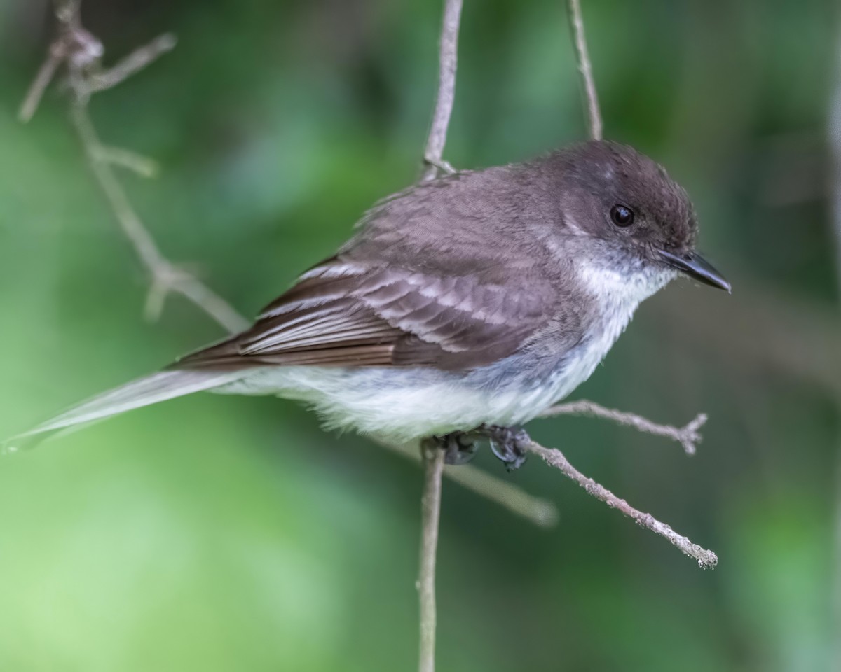 Eastern Phoebe - ML581322601