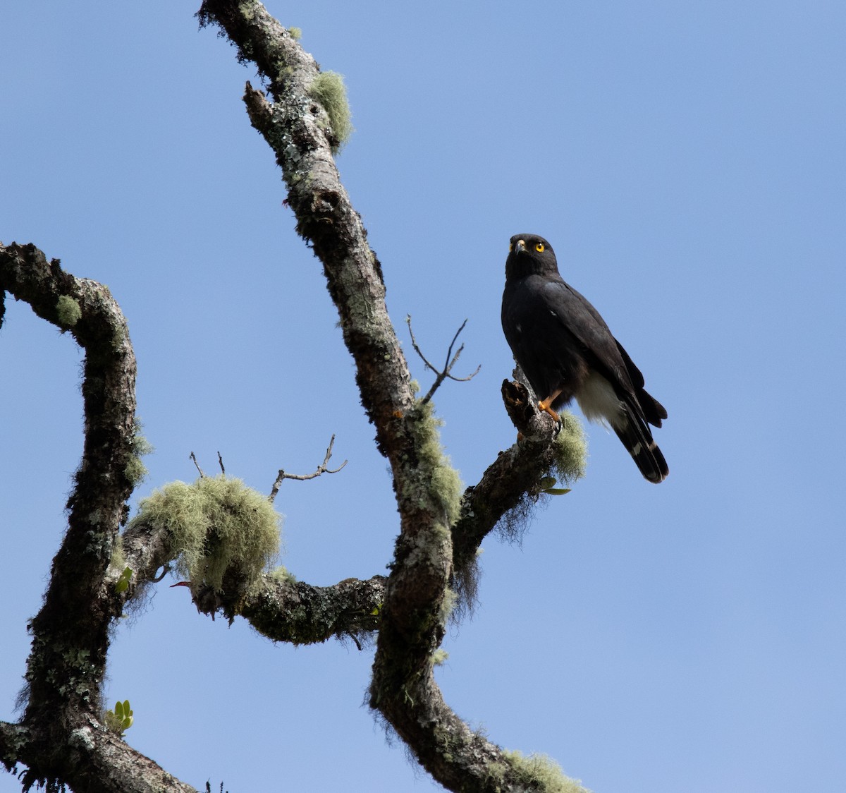 White-rumped Hawk - ML581322611