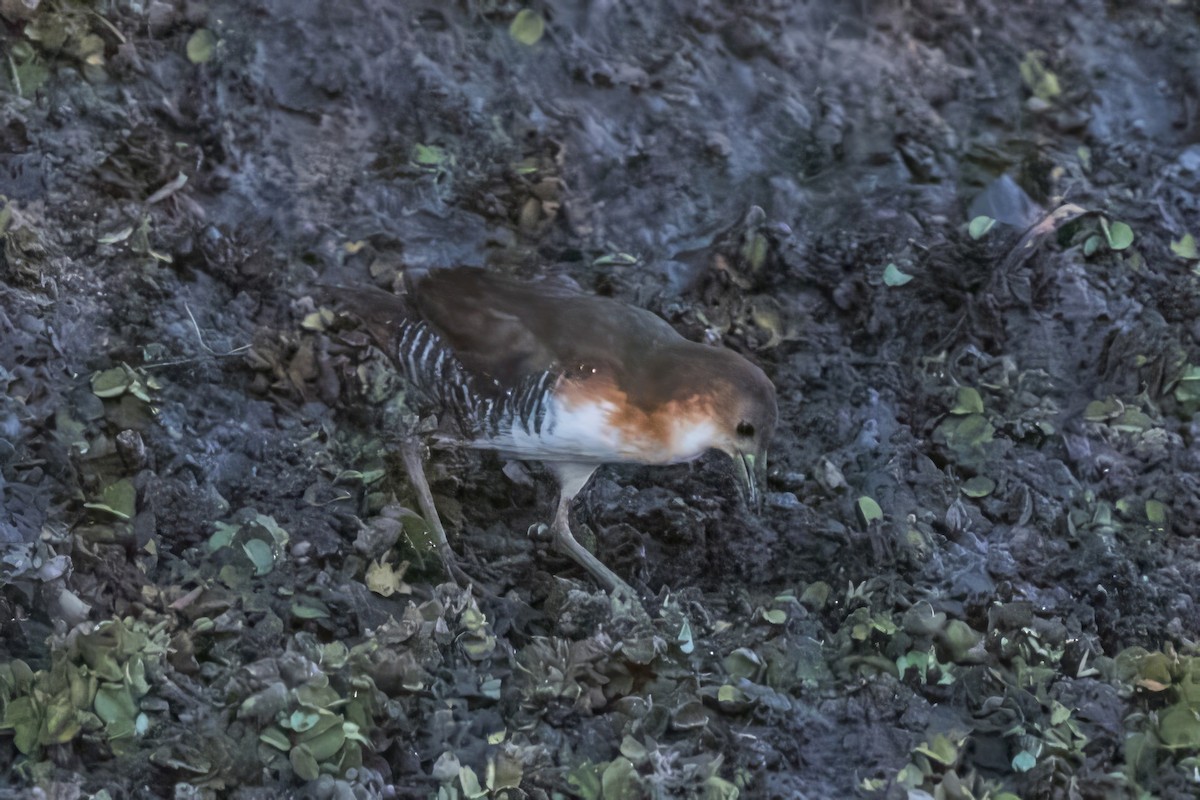 Rufous-sided Crake - ML581322931