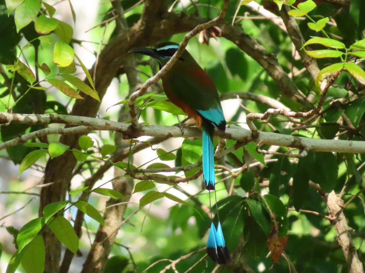 Turquoise-browed Motmot - ML581324371