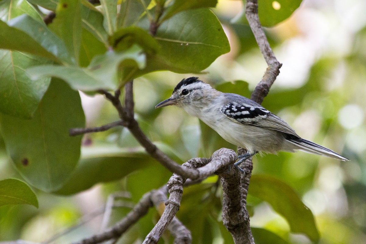 Large-billed Antwren - Ronaldo Francisco