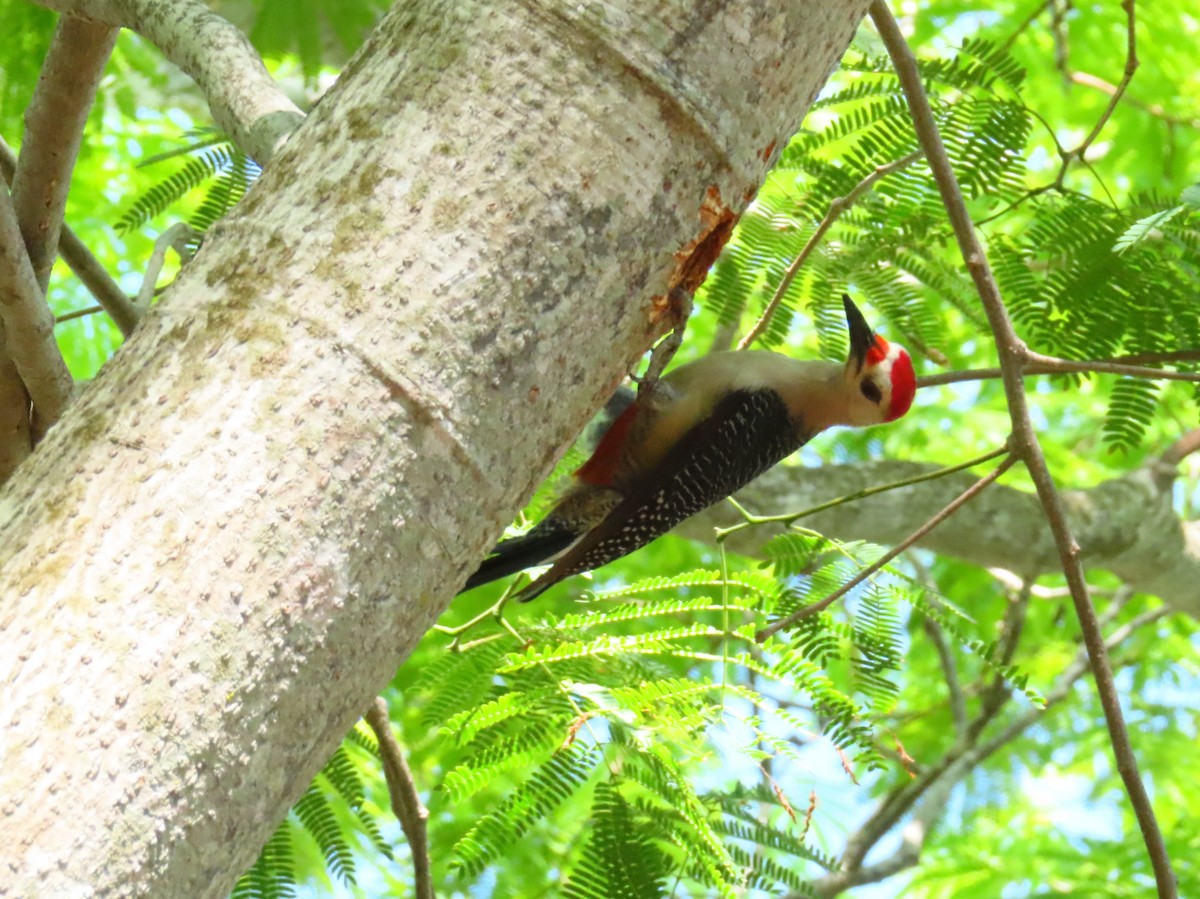 Golden-fronted Woodpecker - ML581324451